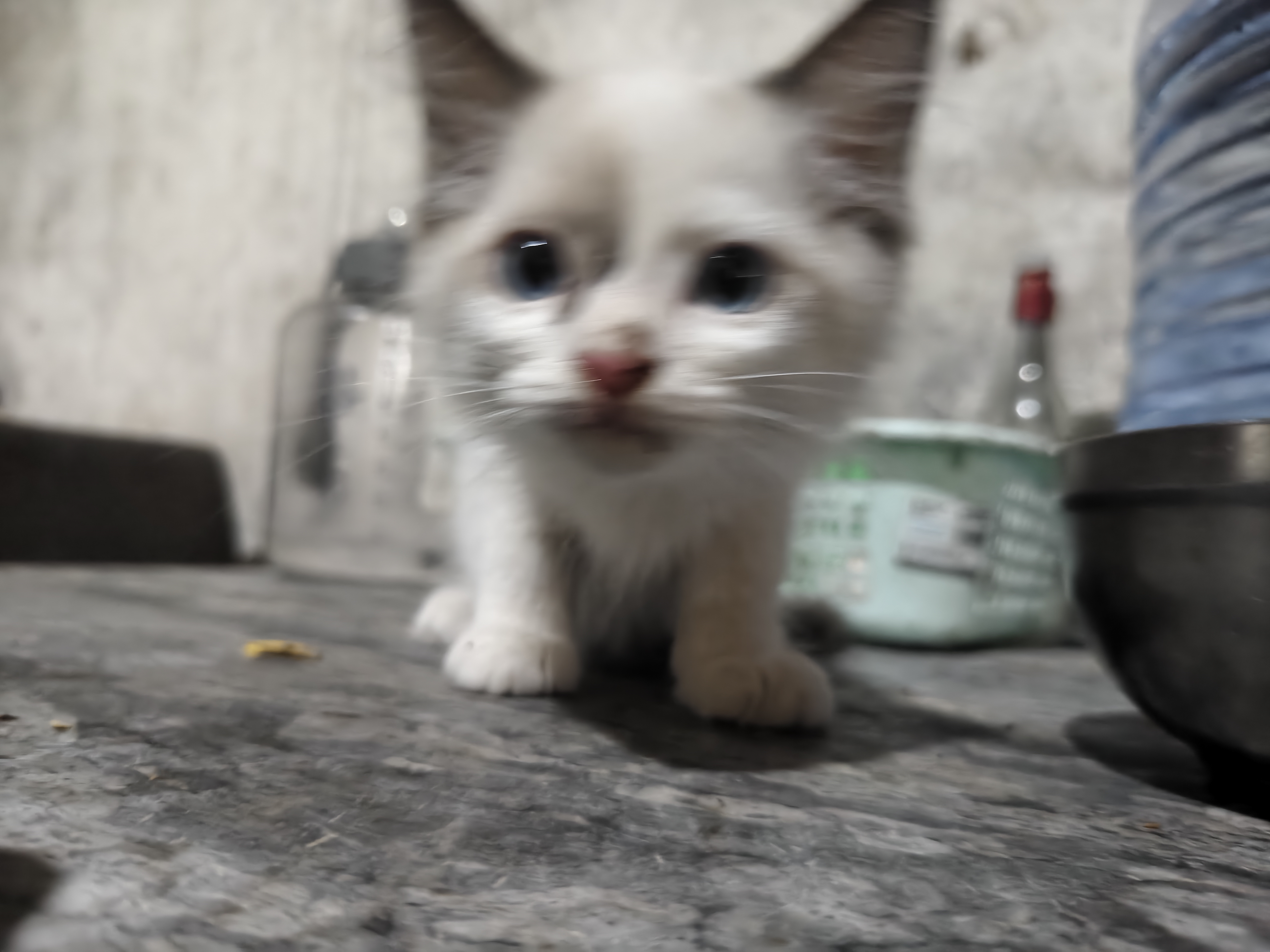 布偶猫加一只小狸花